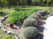 Lavenders by pool
